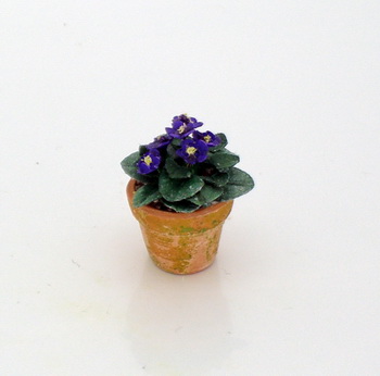 African Violet - Saintpaulia